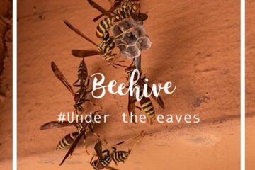 [美國生活] 蜜蜂來築巢 (Beehive Under the Eaves)
